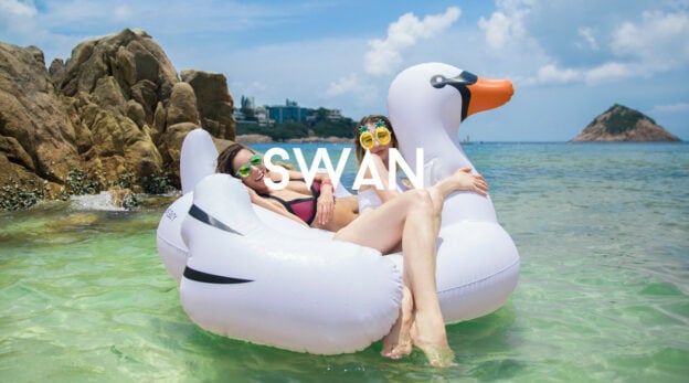 cygne flottant